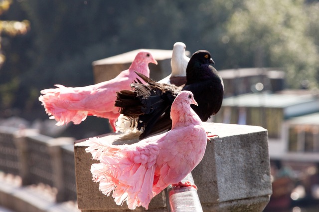 篮球战术的 篮球战术的