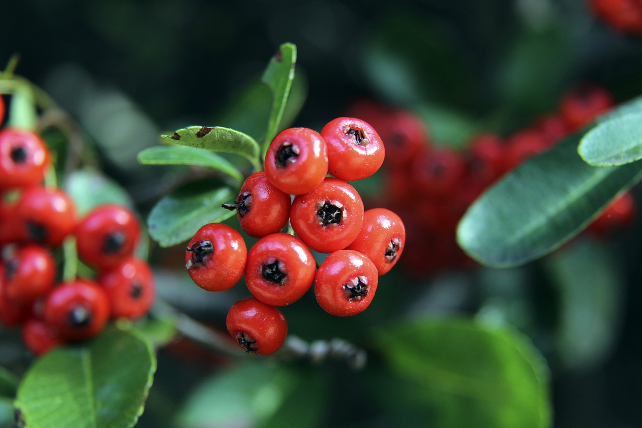 异常突出 异常突出